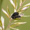 Enicopus sp.